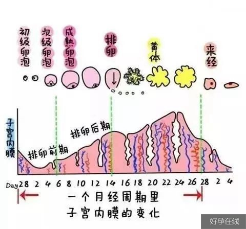 一个月经周期子宫内膜的变化