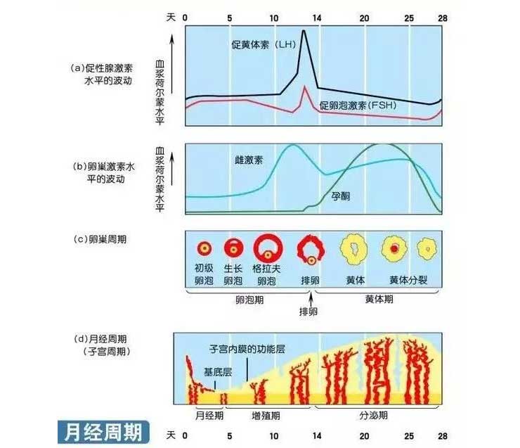 性激素六项的临床表现