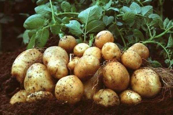 土豆-农作物