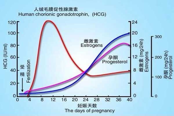 妊娠期HCG值变化示意图