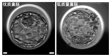 图6 - 优质囊胚和低质量囊胚