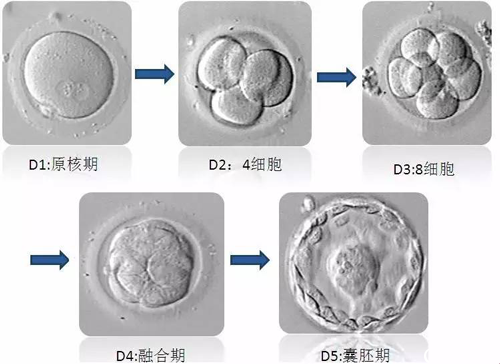 囊胚移植在取卵后第5天左右进行移植