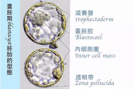 囊胚期胚胎的形态