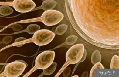 安徽备孕试管婴儿知识_超级精子是什么，精子活力太高也会造成不育？